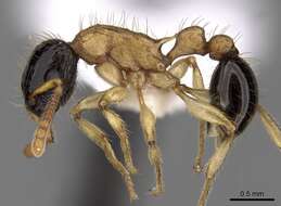 صورة Tetramorium bicolor Viehmeyer 1914