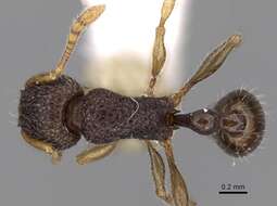 Image of Tetramorium barryi Mathew 1981