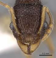 Image of Tetramorium barryi Mathew 1981