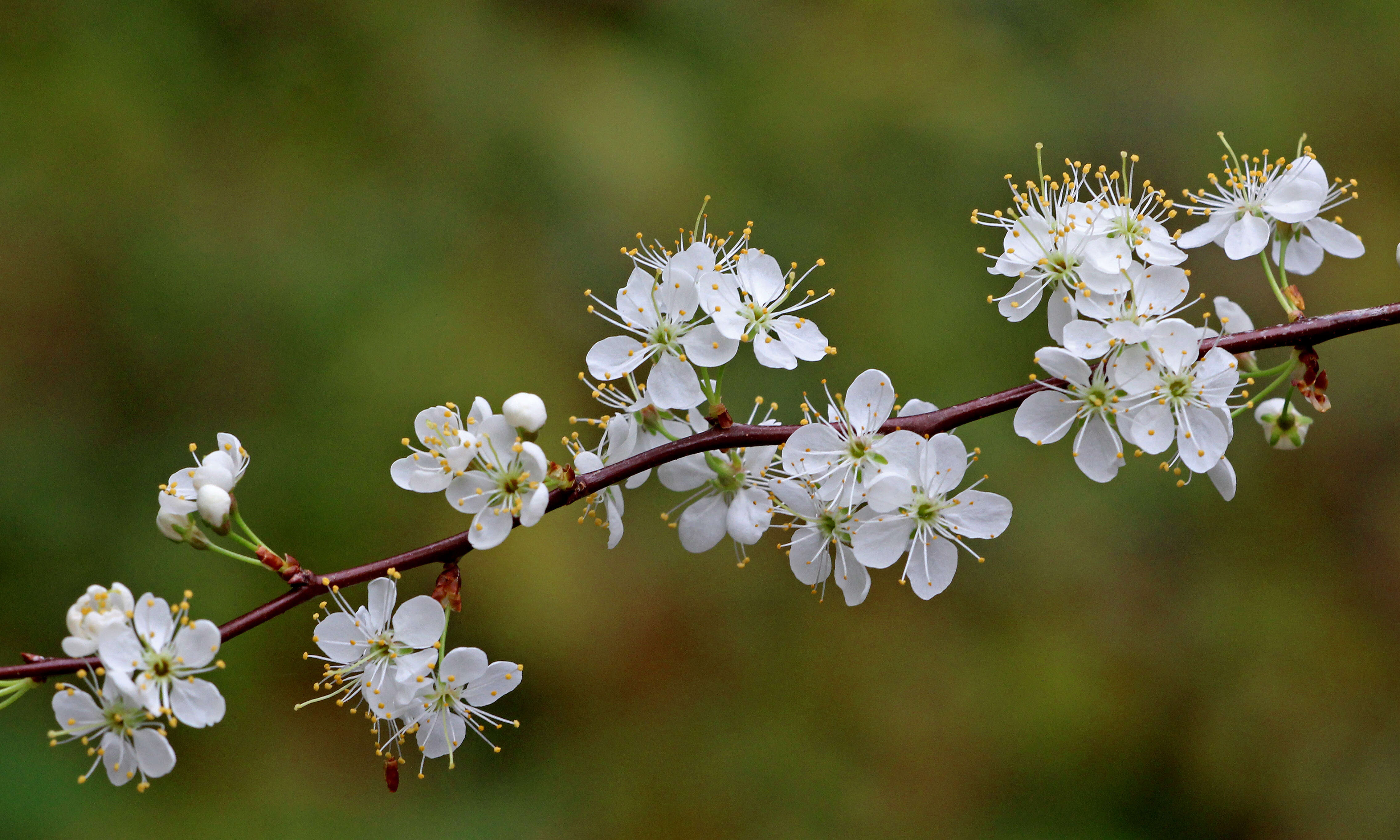 Imagem de Prunus umbellata Ell.