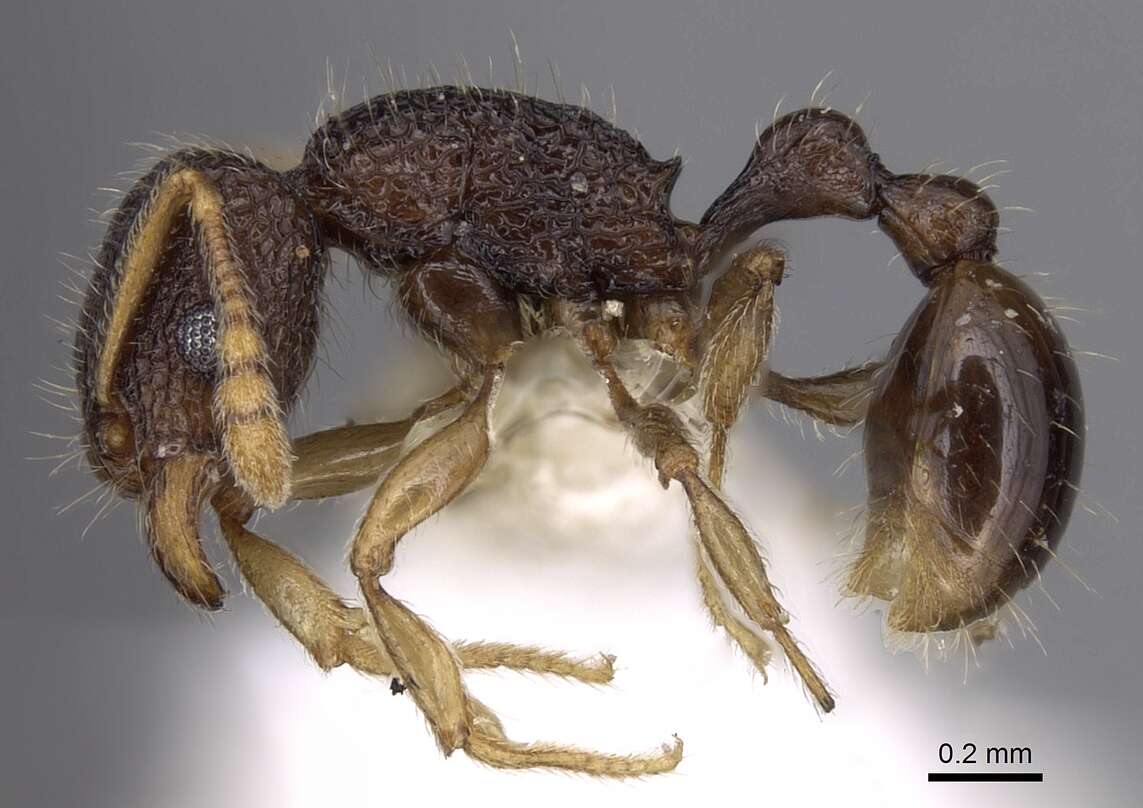 Image of Tetramorium barryi Mathew 1981