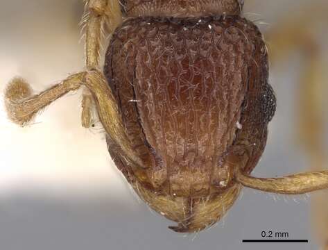 Image of Tetramorium kraepelini Forel 1905