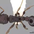 Image of Tetramorium scabrosum (Smith 1859)