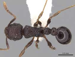 Image of Tetramorium scabrosum (Smith 1859)