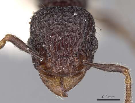 Image of Tetramorium scabrosum (Smith 1859)