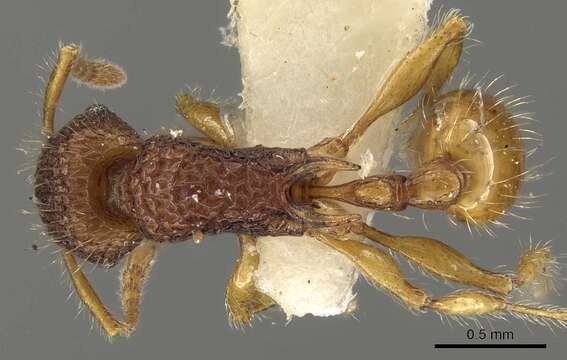 Image of Tetramorium curvispinosum Mayr 1897