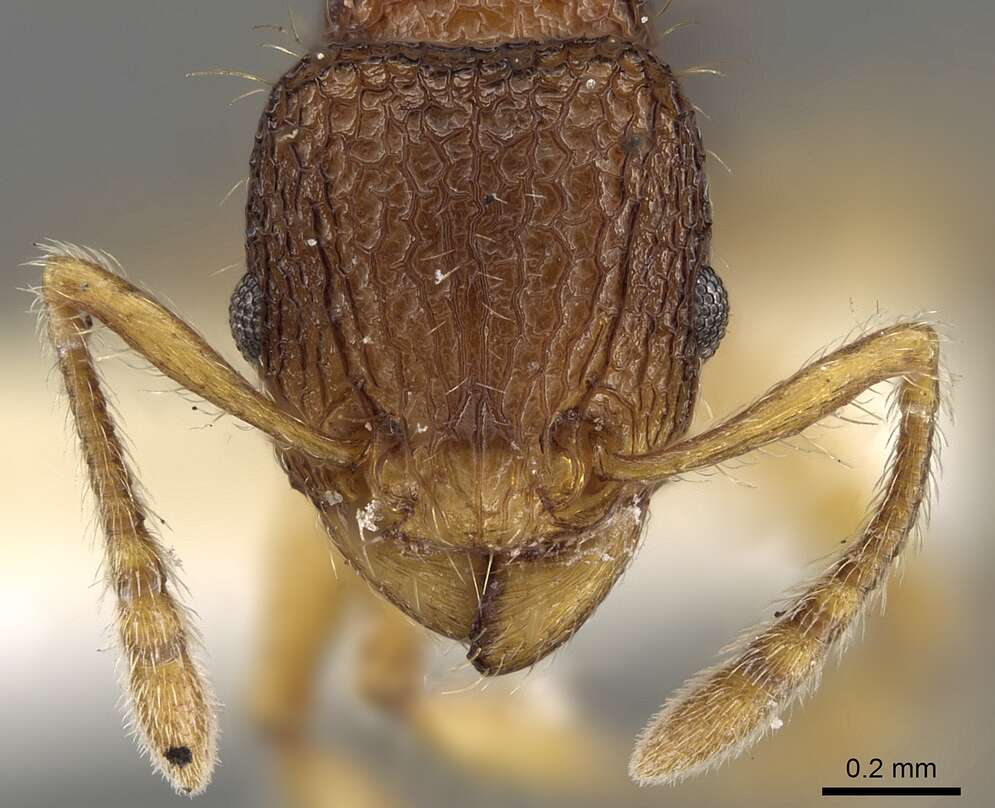 Image of Tetramorium curvispinosum Mayr 1897