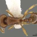 Image of Tetramorium inglebyi Forel 1902