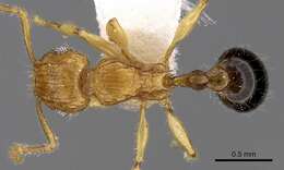 صورة Tetramorium tabarum Bolton 1980