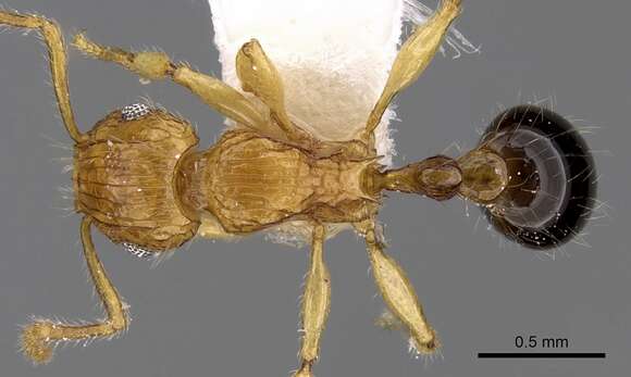 Image of Tetramorium tabarum Bolton 1980