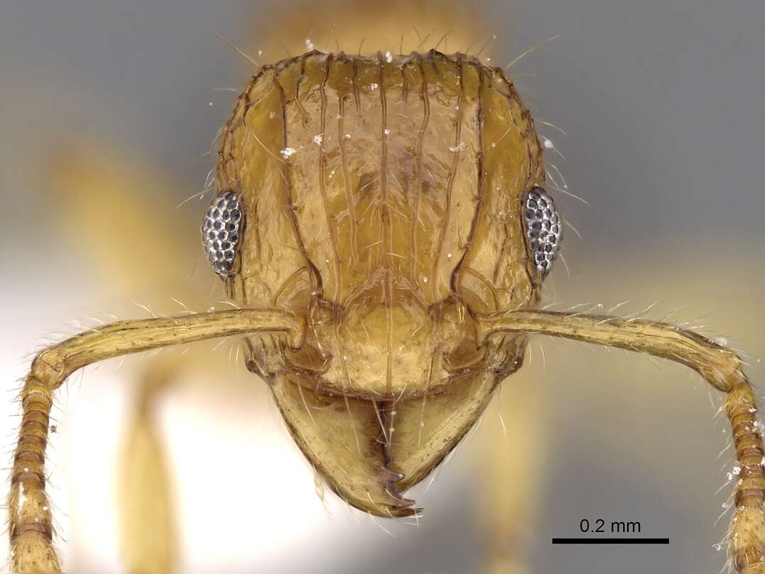 صورة Tetramorium tabarum Bolton 1980