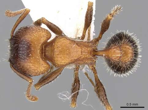 Image of Tetramorium dichroum Santschi 1932