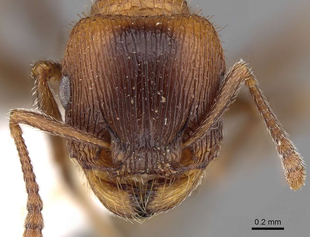 Image of Tetramorium dichroum Santschi 1932