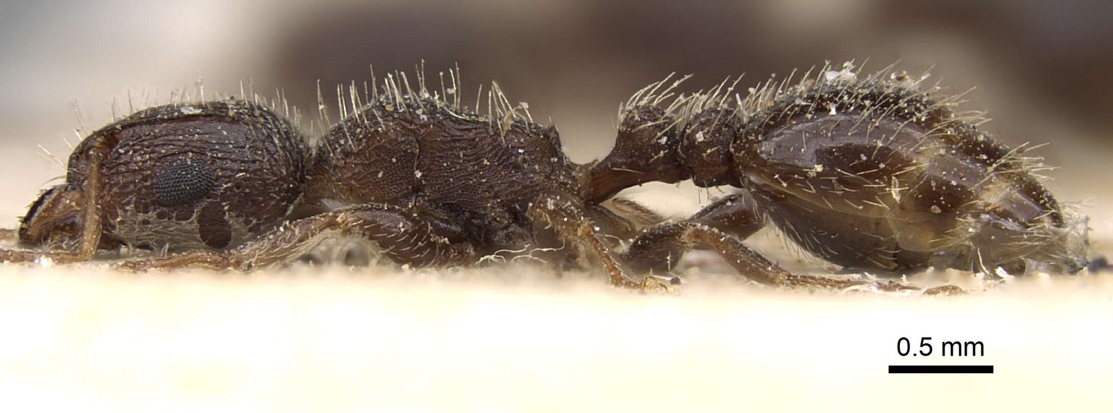 Image of Tetramorium emeryi Mayr 1901