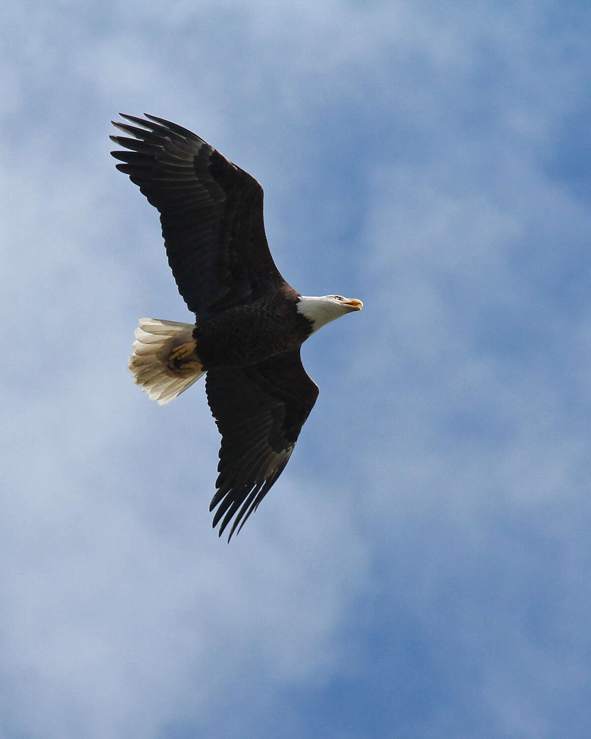 Image of Bald Eagle