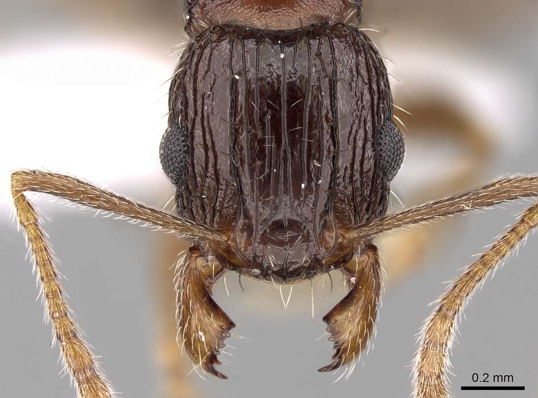 Image of Tetramorium agile Arnold 1960