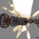 Image of Tetramorium camerunense Mayr 1895