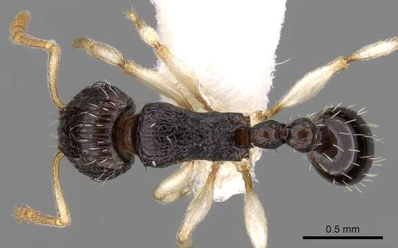 Image of Tetramorium camerunense Mayr 1895