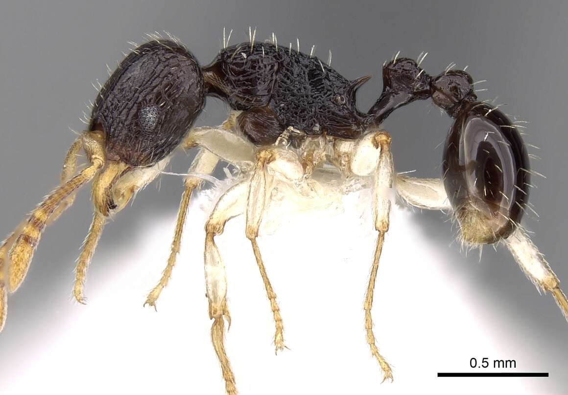 Image of Tetramorium camerunense Mayr 1895