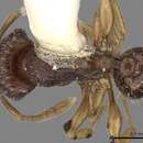 Image of Tetramorium ubangense Santschi 1937