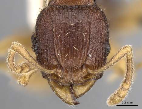 Image of Tetramorium ubangense Santschi 1937