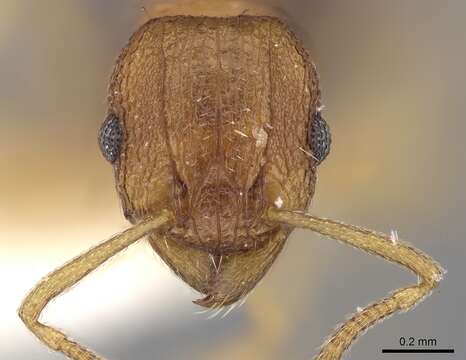 Image of Tetramorium intextum Santschi 1914