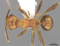 Image of Tetramorium africanum (Mayr 1866)