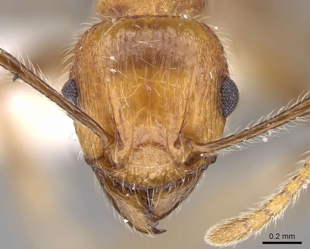 Image of Tetramorium africanum (Mayr 1866)