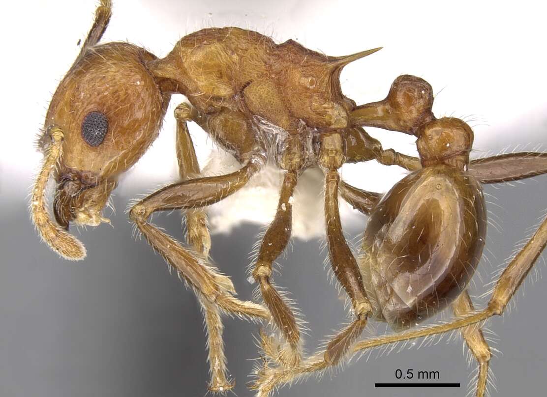 Image of Tetramorium africanum (Mayr 1866)