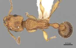 Tetramorium quadridentatum Stitz 1910的图像