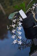 Aerangis mystacidii (Rchb. fil.) Schltr.的圖片