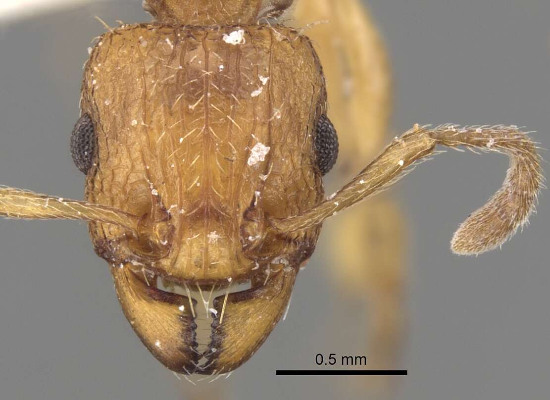 Tetramorium quadridentatum Stitz 1910的图像