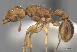 Tetramorium quadridentatum Stitz 1910的图像