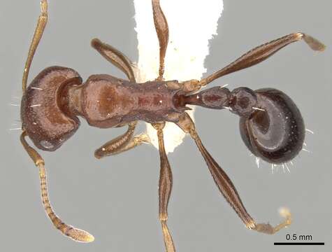 Image of Tetramorium