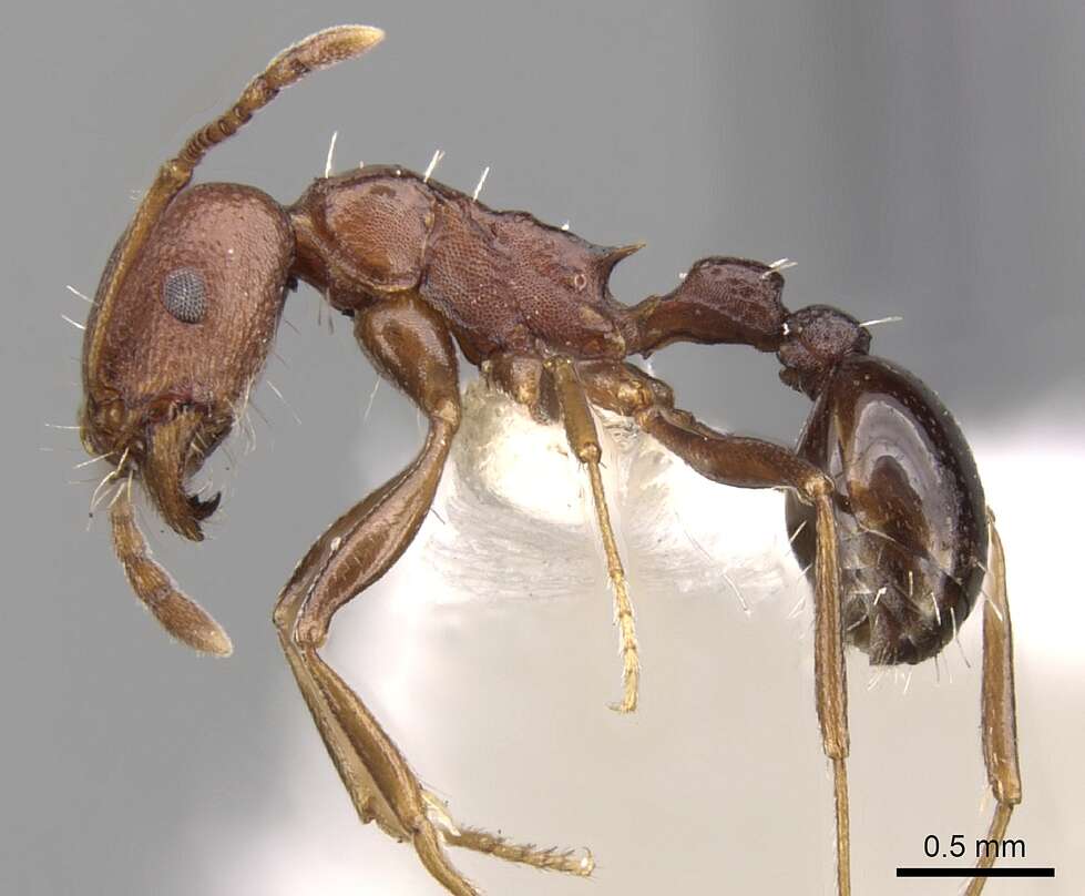 Image of Tetramorium