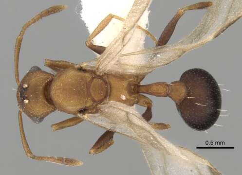 Imagem de Tetramorium microgyna Santschi 1918