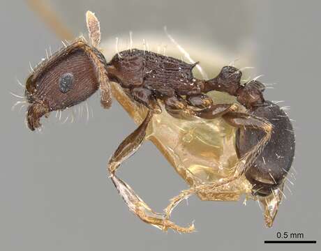 Image of Tetramorium schneideri Emery 1898