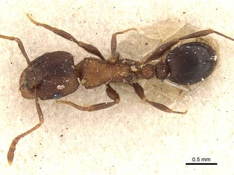 Image of Tetramorium kabulistanicum Pisarski 1967