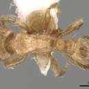 Image of Tetramorium meridionale Emery 1870