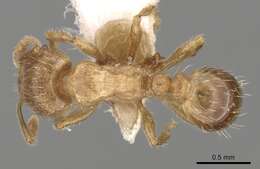 Image of Tetramorium meridionale Emery 1870