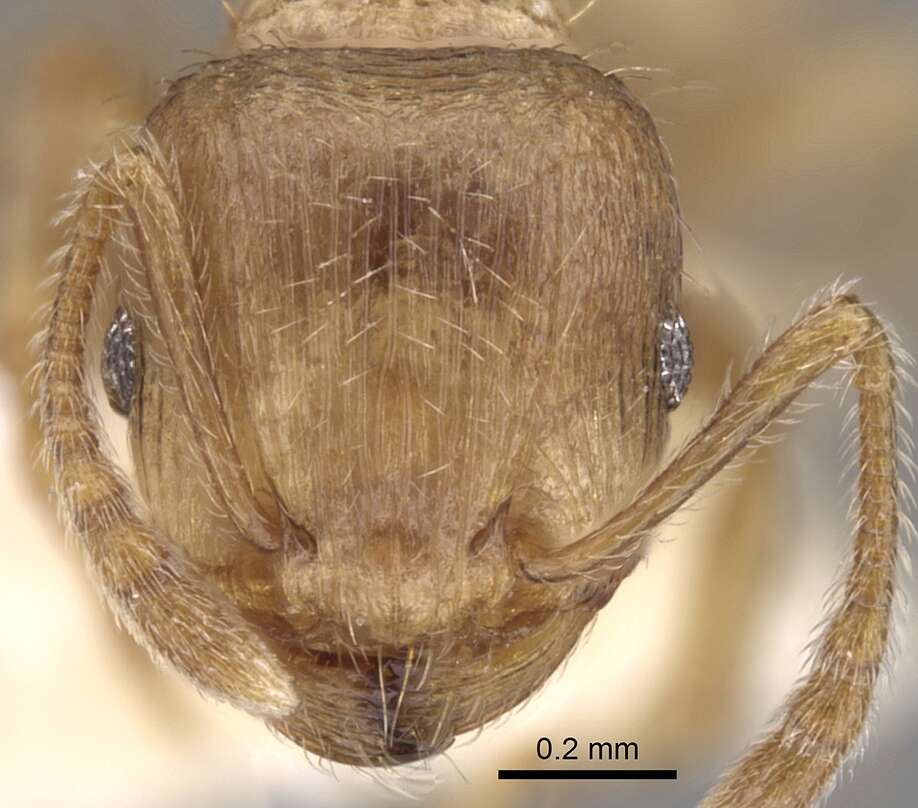 Image of Tetramorium meridionale Emery 1870