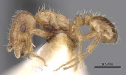 Image of Tetramorium meridionale Emery 1870