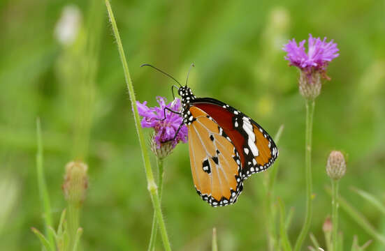 Image of Danaus (Anosia) chrysippus subsp. aegyptius Schreber 1759