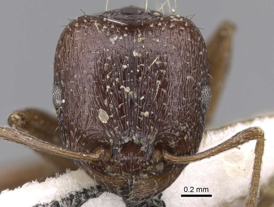 Image of Tetramorium sahlbergi Finzi 1936