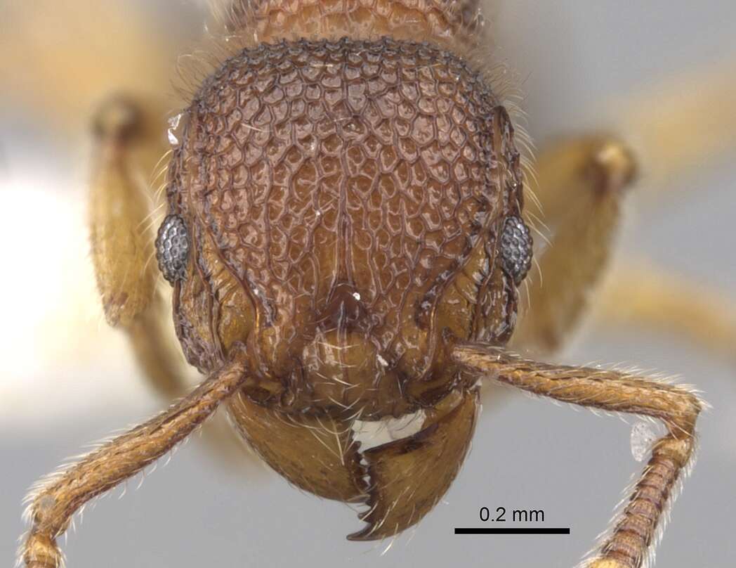 Image of Tetramorium parvispinum (Emery 1893)