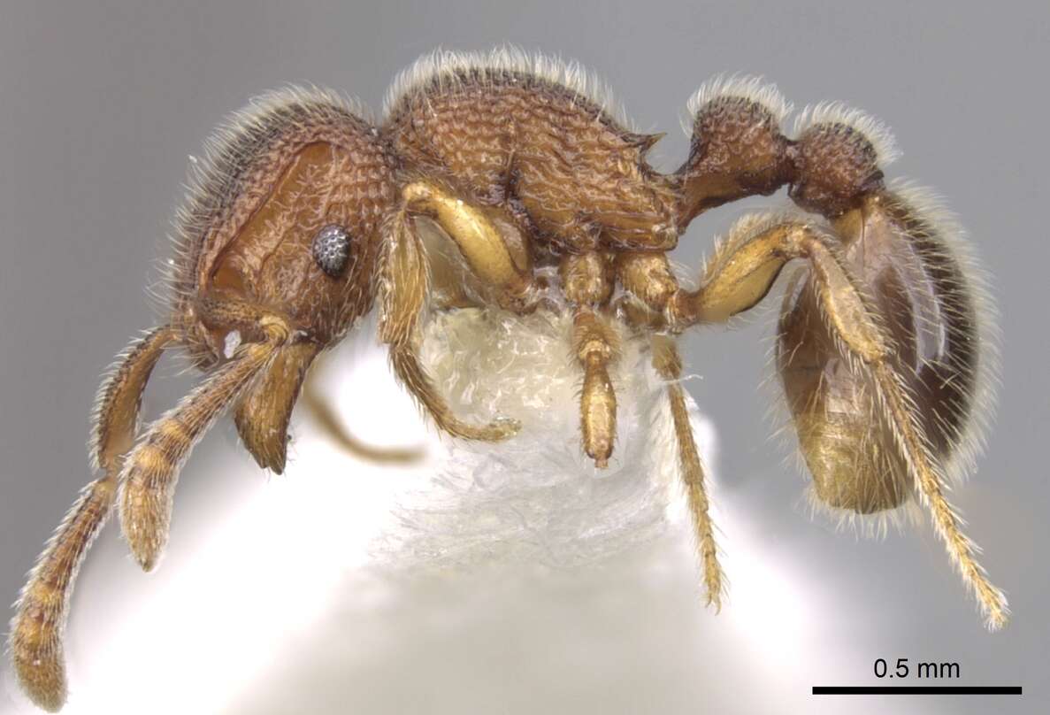 Image of Tetramorium parvispinum (Emery 1893)