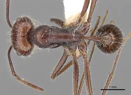 Ocymyrmex robustior Stitz 1923 resmi