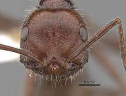 Ocymyrmex robustior Stitz 1923 resmi