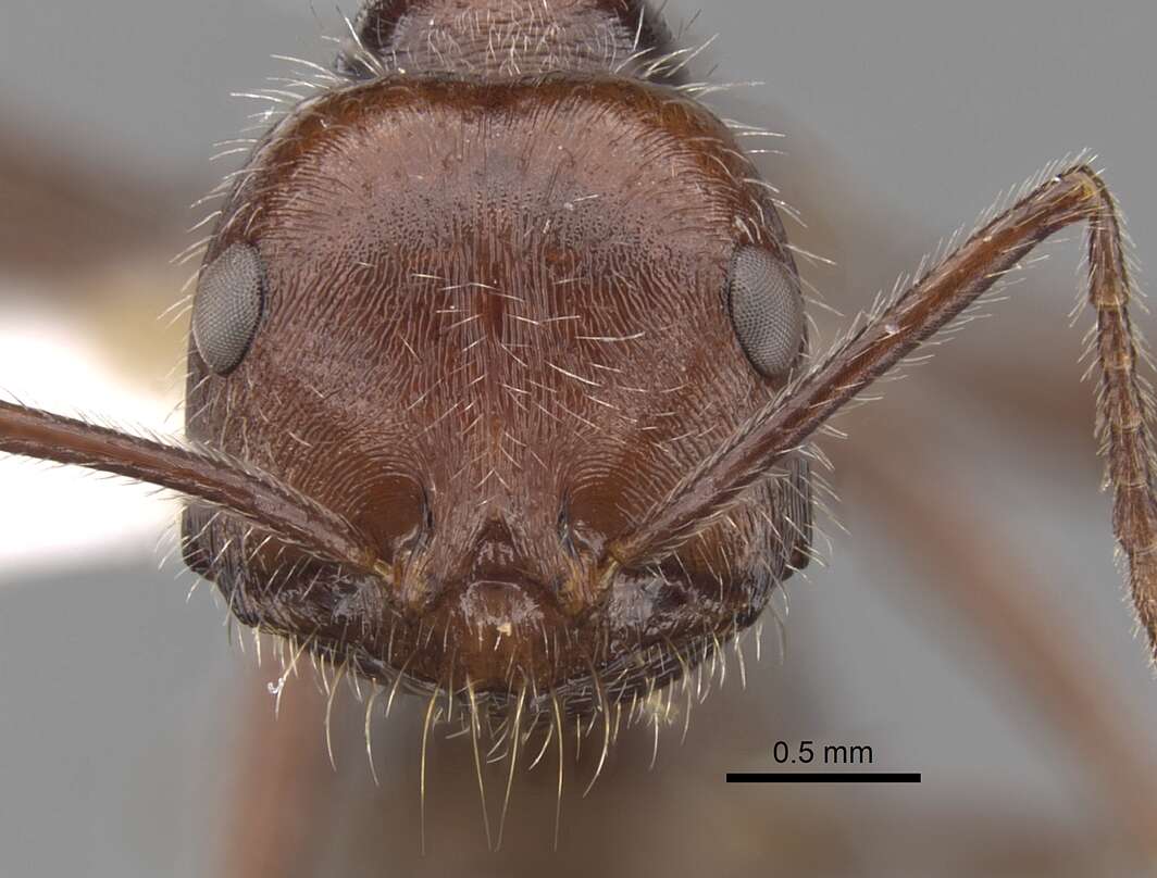 Ocymyrmex robustior Stitz 1923 resmi