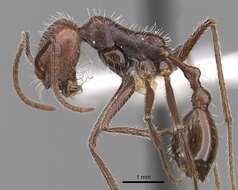 Ocymyrmex robustior Stitz 1923 resmi